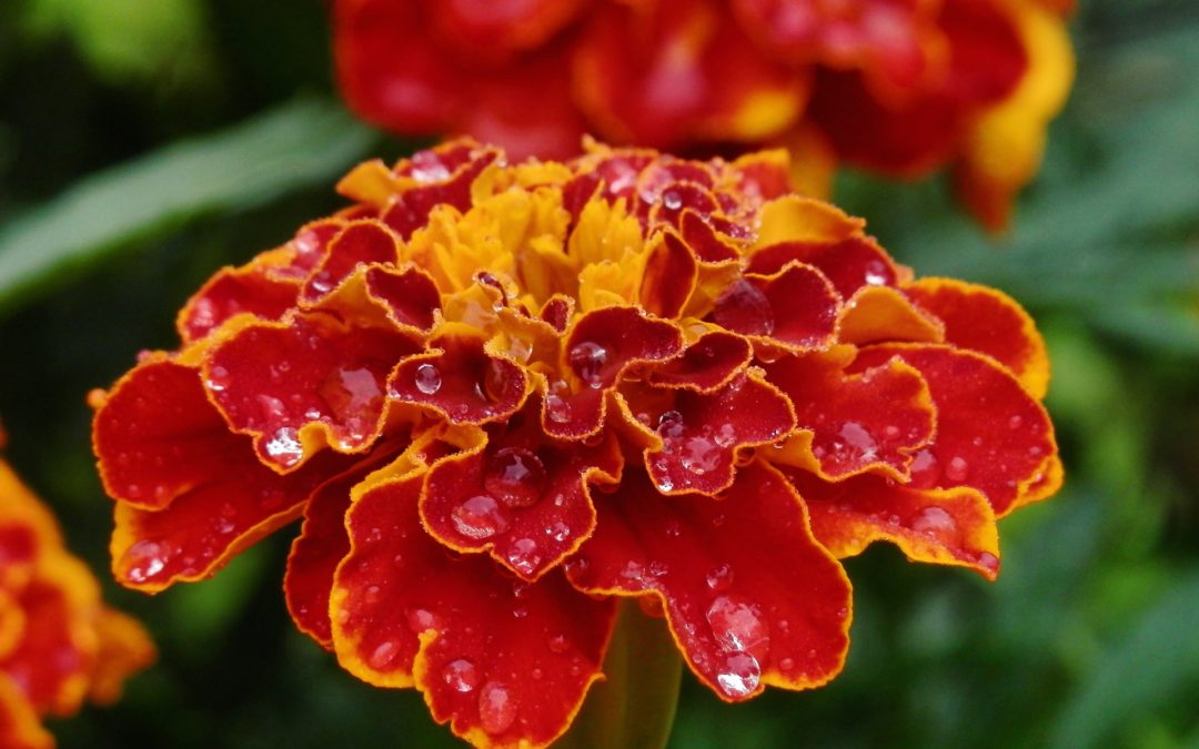 Growing marigolds in your garden