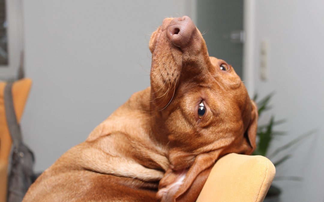 50 Popular Dog Breeds – Mind Massage #7